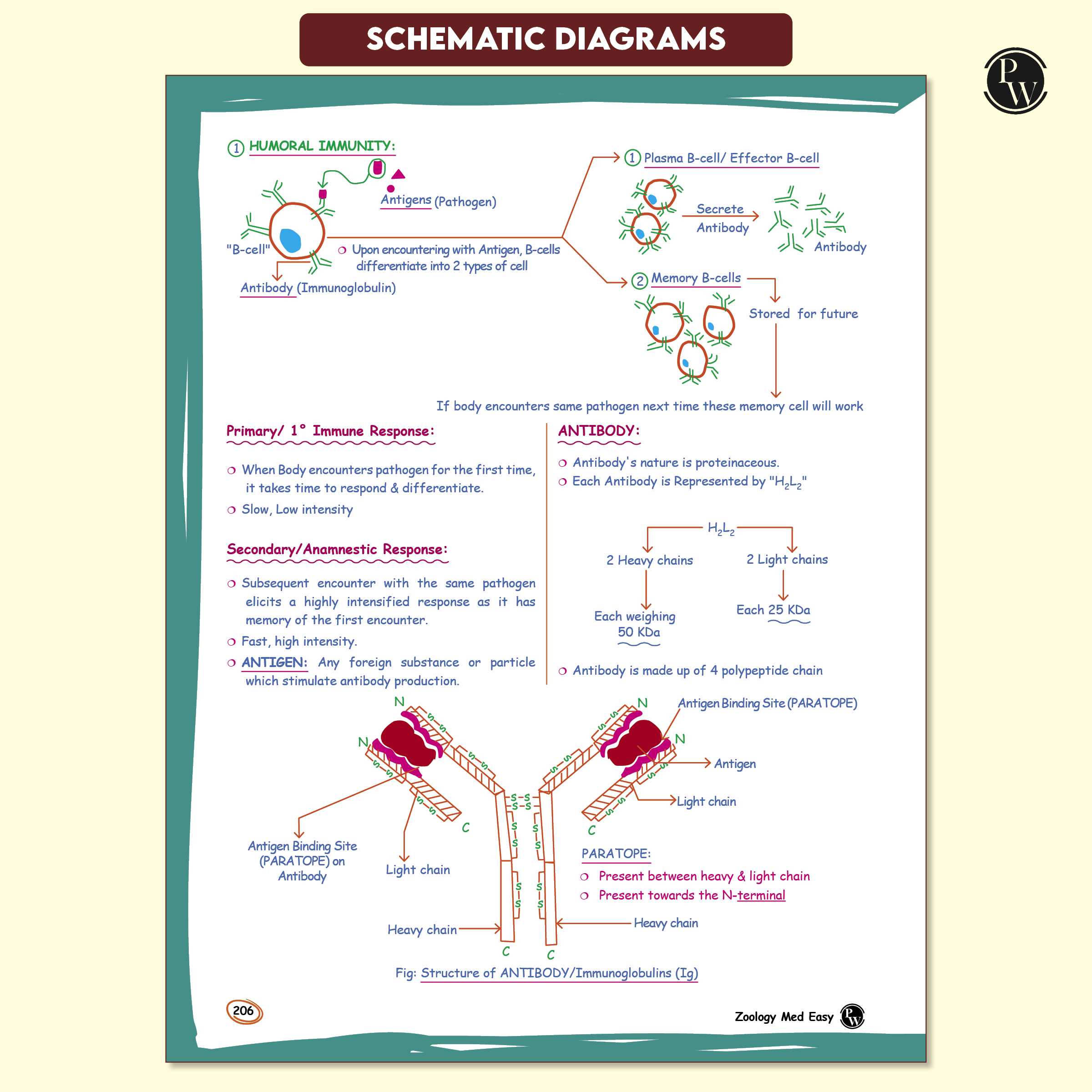Zoology Med Easy 2.0 For NEET and Board Exams 2025-26 | Flowcharts, Schematic Diagrams l Samapti Sinha Mahapatra Handwritten Notes