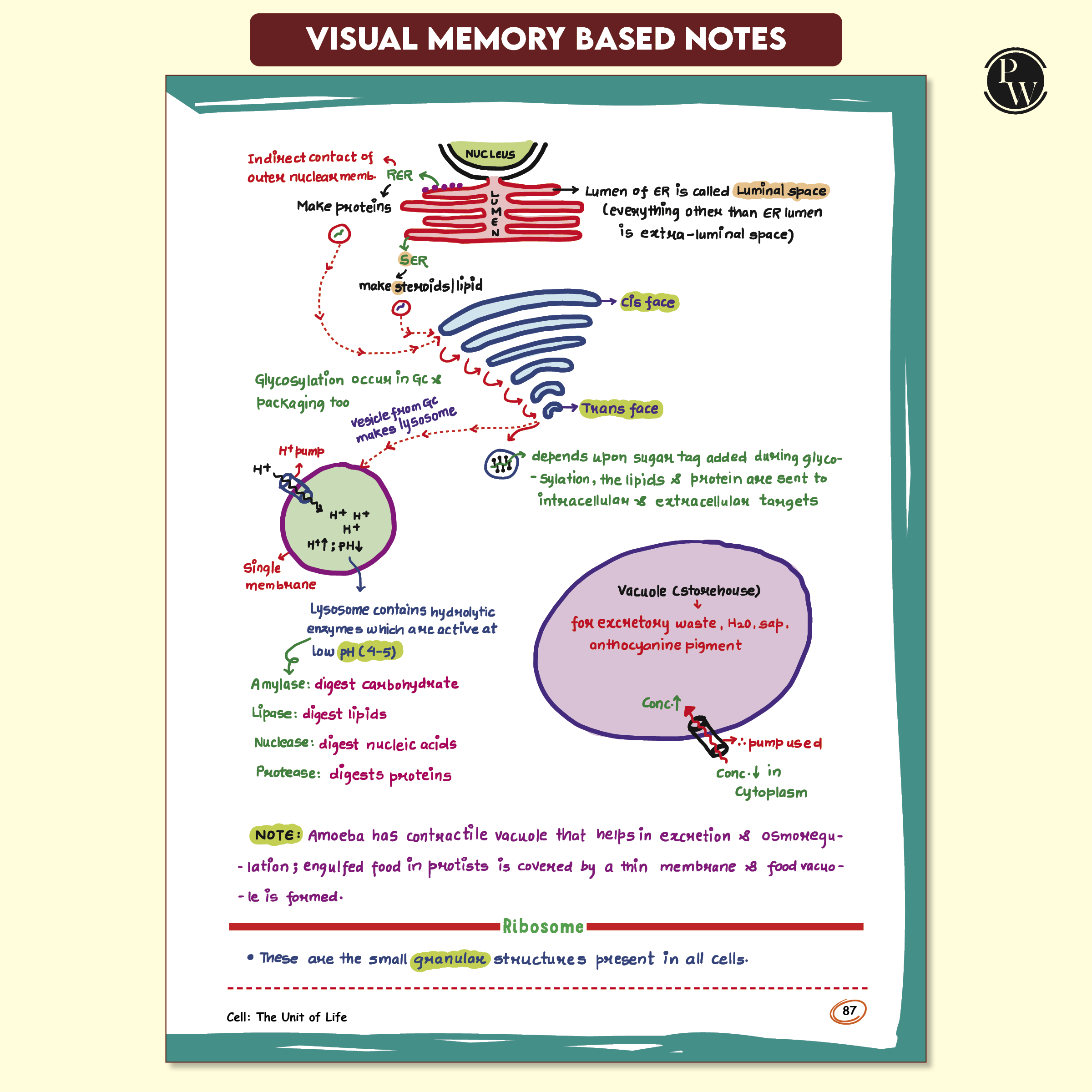 Med Easy Zoology 2.0 and Botany Handwritten Notes Combo Set of 2 Books For NEET and Board Exams 2025-26 | Flowcharts, Mnemonics, Diagrams | NCERT Unit Overview