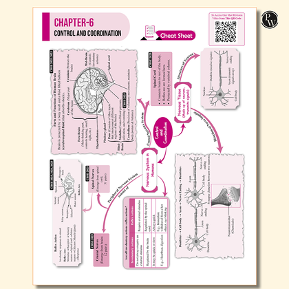CBSE class 10 Sample paper combos