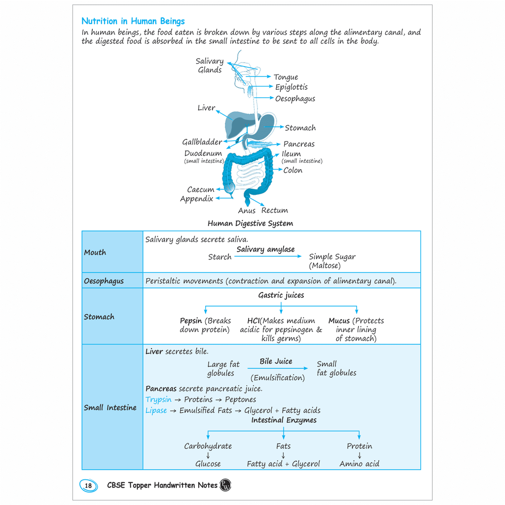 CBSE Chapterwise Class 10 Topper Handwritten Notes For 2026 Exams | Covering Science, Mathematics, Social Science and English
