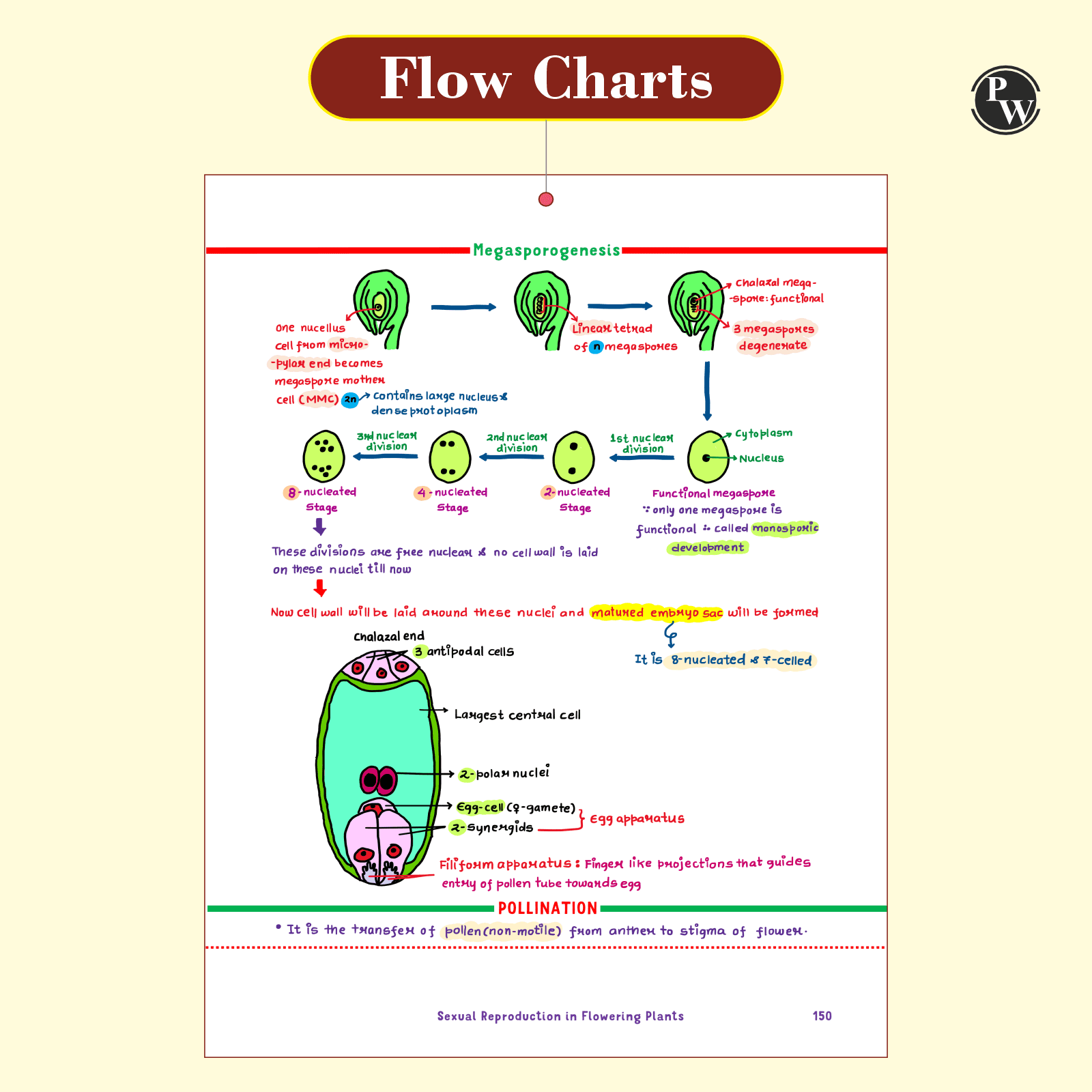 Botany Med Easy Dr. Vipin Sharma Handwritten Notes | Flow Charts, Mindmaps, Mnemonics for NEET & Board Exams as per latest NMC NEET Syllabus