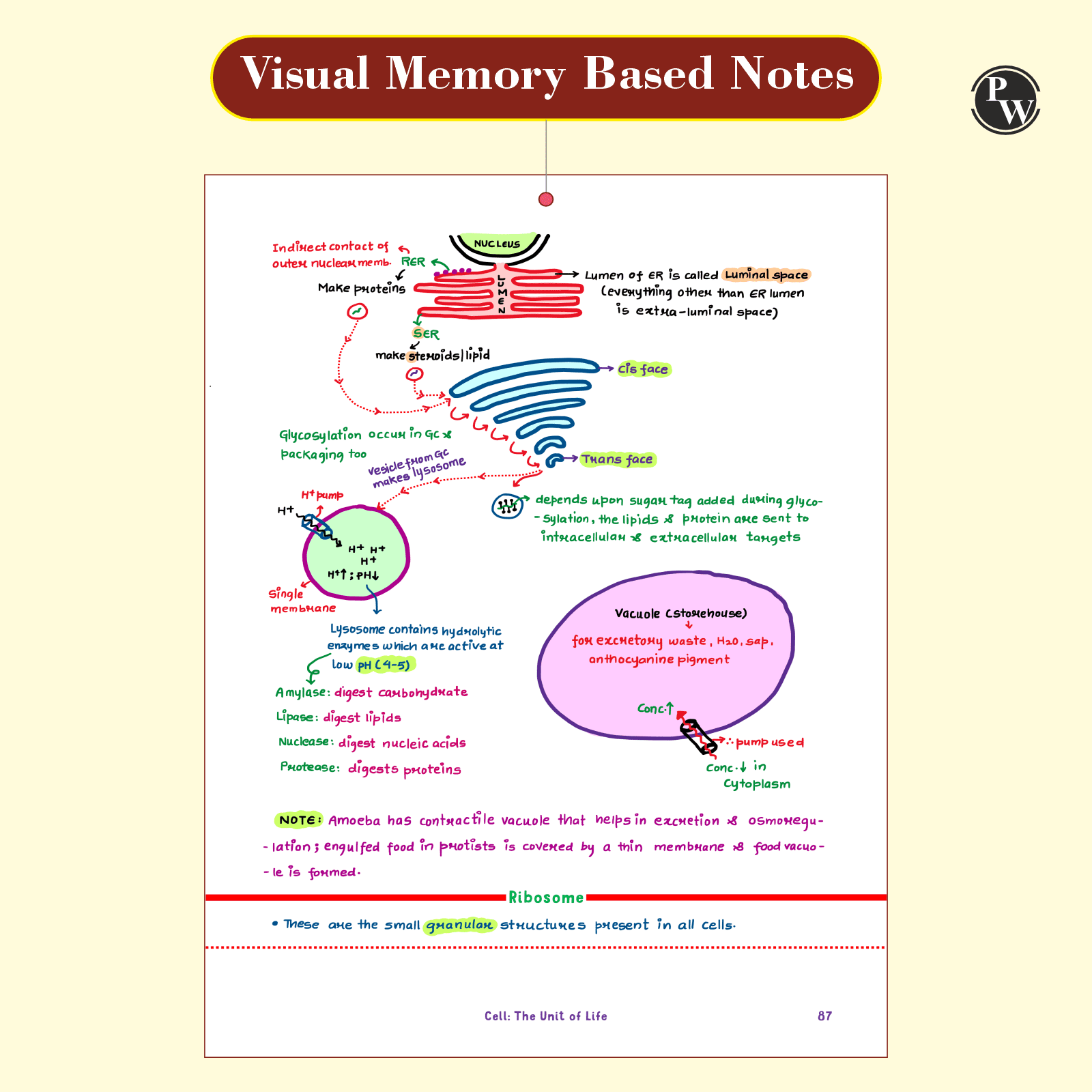 Botany Med Easy Dr. Vipin Sharma Handwritten Notes | Flow Charts, Mindmaps, Mnemonics for NEET & Board Exams as per latest NMC NEET Syllabus