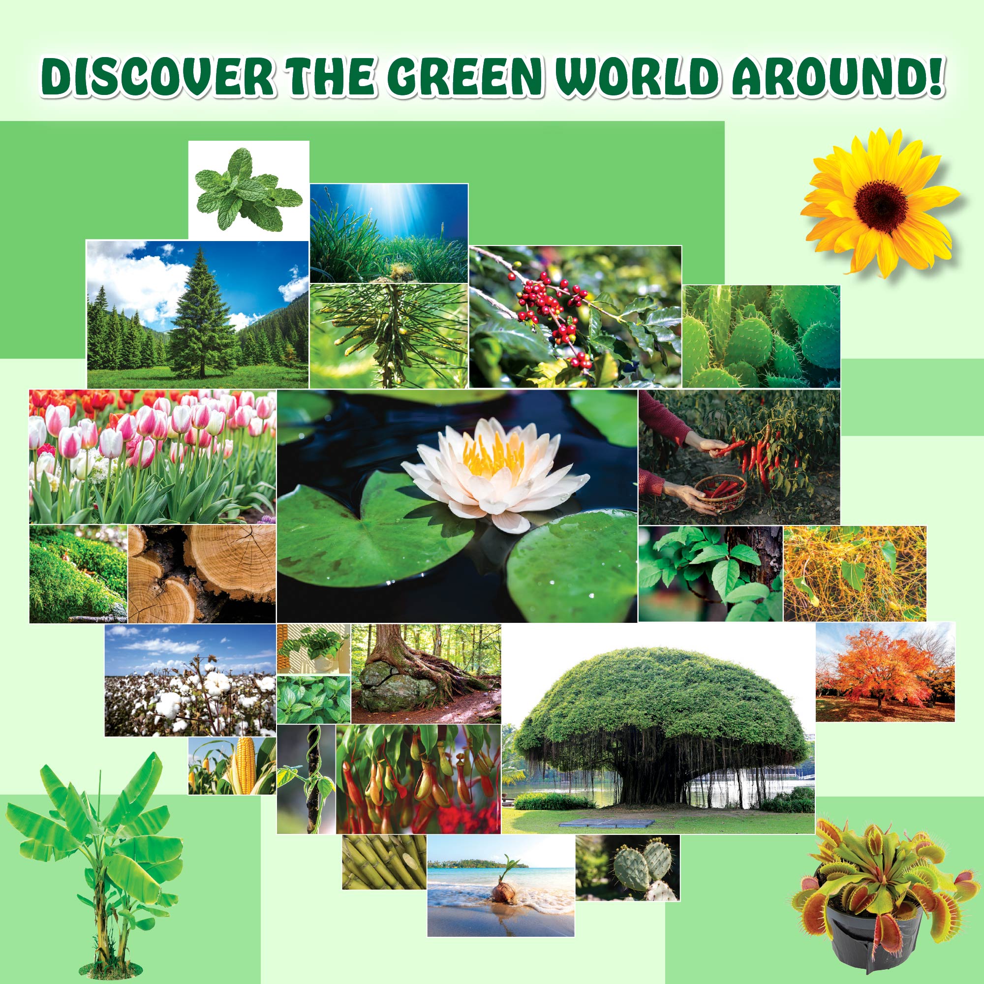 First Encyclopedia Life On Earth - Human Body, Animals, & Plants For Kids| Kids Encyclopedia Activity Book for 5-10 Years Old | Colorful Pictures and General Knowledge Book-PW Kids