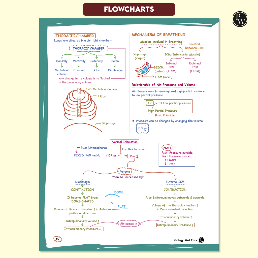 Med Easy Zoology 2.0 and Botany Handwritten Notes Combo Set of 2 Books For NEET and Board Exams 2025-26 | Flowcharts, Mnemonics, Diagrams | NCERT Unit Overview