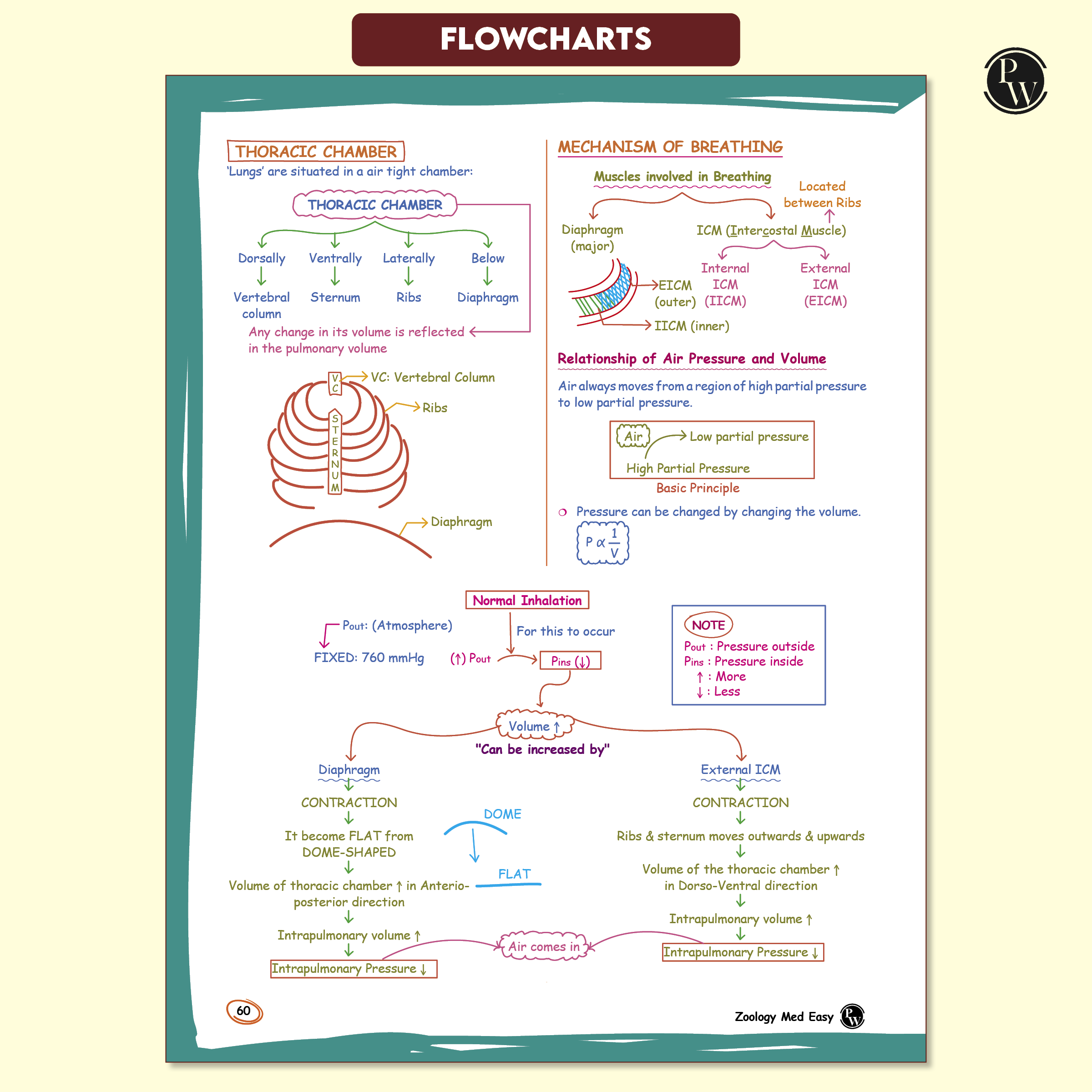 Med Easy Zoology 2.0 and Botany Handwritten Notes Combo Set of 2 Books For NEET and Board Exams 2025-26 | Flowcharts, Mnemonics, Diagrams | NCERT Unit Overview