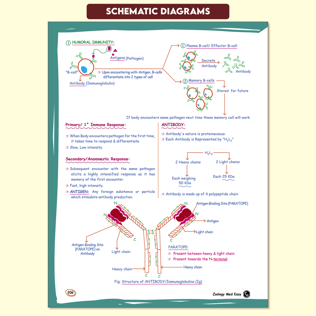 Zoology Med Easy 2.0 For NEET and Board Exams 2025-26 | Flowcharts, Schematic Diagrams l Samapti Sinha Mahapatra Handwritten Notes