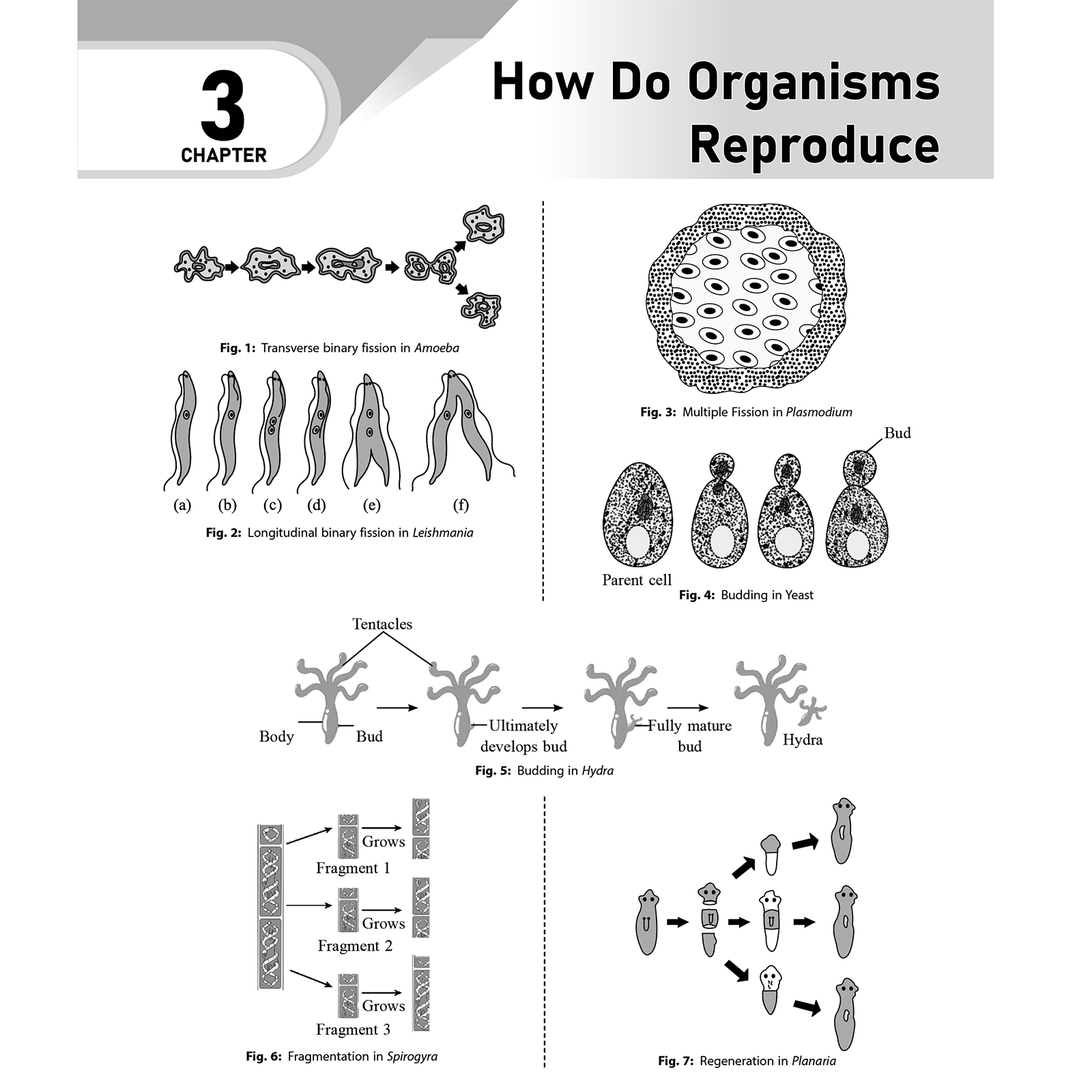 CBSE Class 10 Last Minute Hacks For 2025-26 | Maths & Physics Important Formulas, Biology Diagrams, Chemistry Chemical Reactions and SST Map Works | Last Minute Revision
